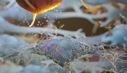 A depiction of fewer collagen deposits